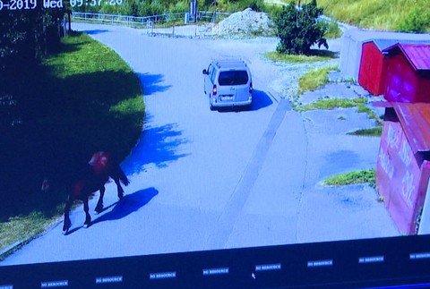 Kuriózny zásah mestských policajtov: Po Bytči naháňali koňa