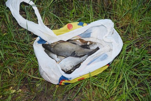 ulovené ryby
