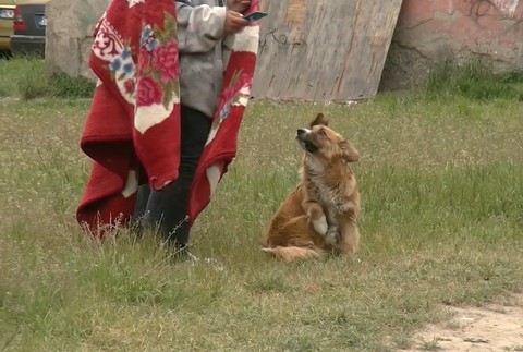 pes il psy v osade (3)