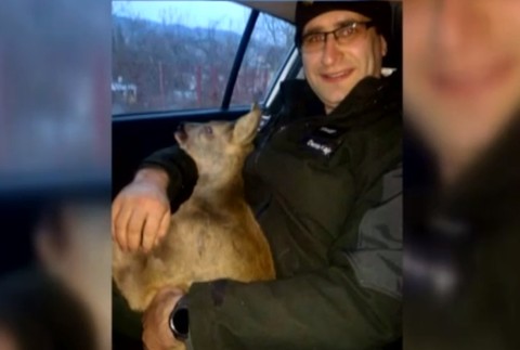 Kuriózna záchranná akcia. Policajti pomáhali zaseknutému srnčekovi v bráne