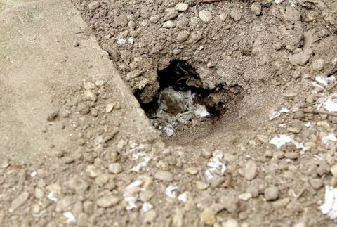 Škrečok Tink Ježiško ožil vstal z mŕtvych smrť hrob