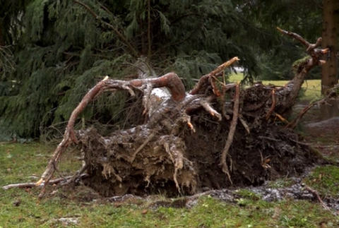 Severom Slovenska sa prehnal vietor o sile orkánu. Viaceré obce ostali na Štedrý deň bez elektriny