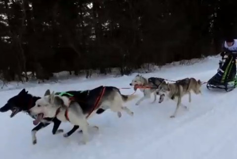 FOTO: Na majstrovstvách v psích záprahoch sa do súťaže zapojili aj kríženci z útulku