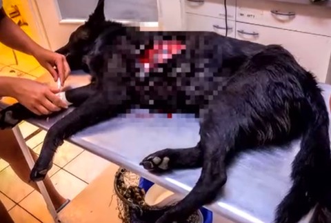 Pracovníci kastračného programu tvrdia, že v okolí dediny niekto strieľa psy 