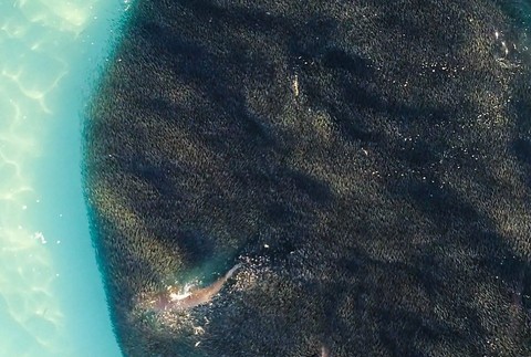 Húf žralokov pri austrálskom pobreží 