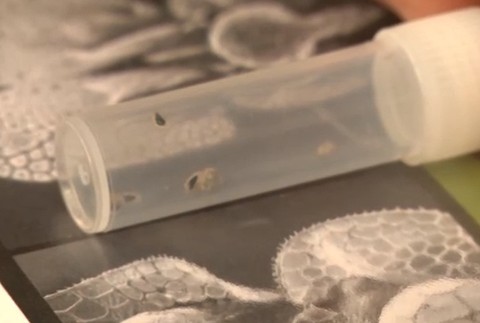 Na tele mala štípance, tak zavolala deratizéra. Bratislavčanka mala v byte bzdochy