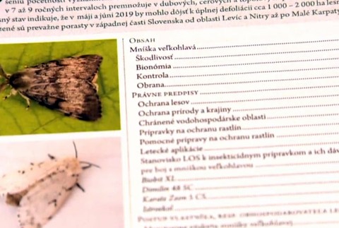 Lesy SR plánujú letecký postrek proti motýľom. Nebezpečný môže byť aj pre ľudí