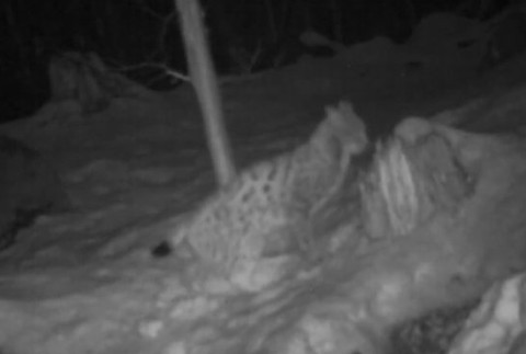 Zháňal sa vlčí moč, trus, srsť či krv šeliem.