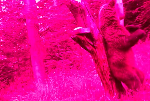 Zábery, aké len tak neuvidíte. Mladý medveď tancoval v lese