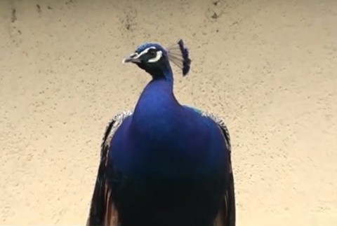 Problém s pávmi. Jedným život skrášľujú, druhým ničia