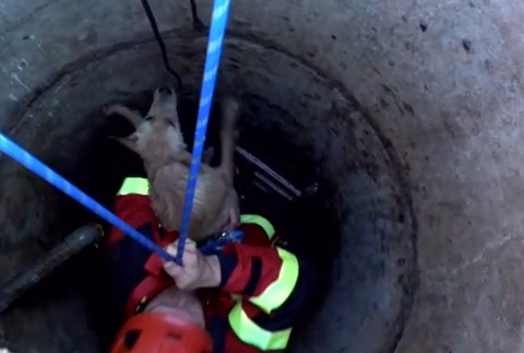 Hasiči zachraňovali psíka, ktorý spadol do hlbokej studne. Museli sa k nemu zlaniť