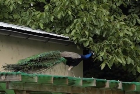 Problém s pávmi. Jedným život skrášľujú, druhým ničia