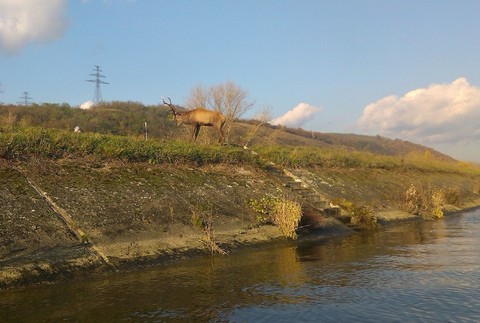 Hasiči zachránili jeleňa uviaznutého v derivačnom kanáli Váhu (1)