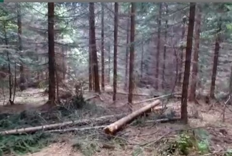 Vďaka polámaným vrcholcom stromov  budú mať desiatky dôchodcov teplo zadarmo