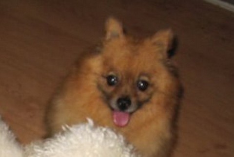 Stratená fenka trpasličieho špica 2