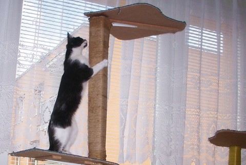 Mačka Stella, stratená v Púchove