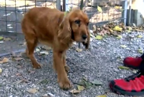 Kokeršpaniel mal po tele hnisajúce rany. Majiteľ ho vyhodil pri frekventovanej ceste