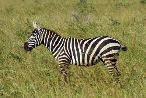 ZOO Bojnice získala unikátny druh zebry