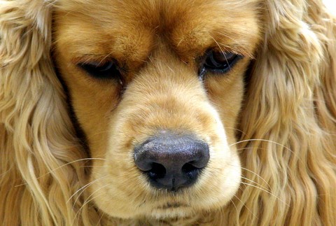 Kokeršpaniel americký Lukasik Košice stratený