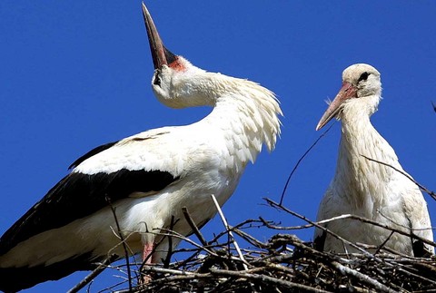 Bocian_lietanie_hniezdo_príchod na Slovensko