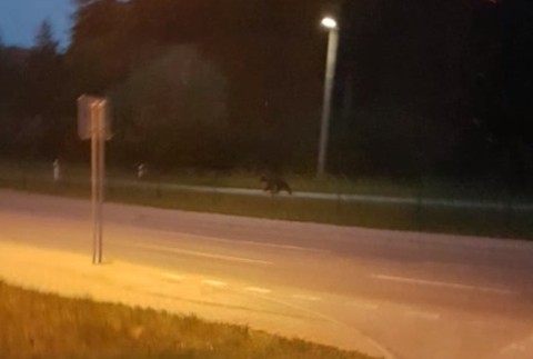 Na severe Slovenska sa medveď prechádzal po dedine. Tak skoro asi neodíde