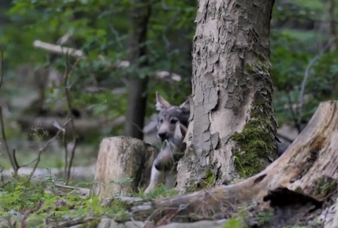Veľká vzácnosť v slovenských pohoriach. V Javorníkoch pribudla vlčia rodina