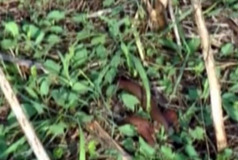 Otužilý slimák pustoší úrodu v Rusku. Slovenskí záhradkári s ním bojujú rôzne