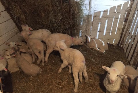 jahniatka, Drahu, Komárno