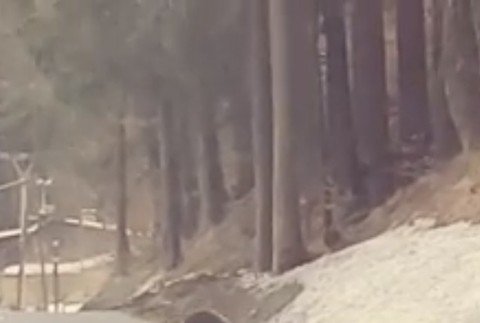 VIDEO: Nečakané stretnutie z Beskýd. Medveď si vykračoval po ceste