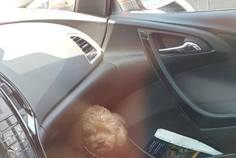 Prvý prípad sezóny v Petržalke. Majiteľka nechala psa v horúcom aute a šla nakupovať 