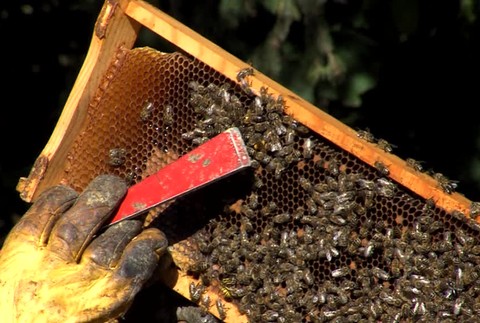 Včelári mali dobrú sezónu372