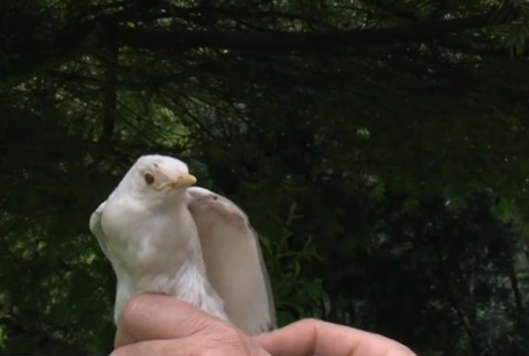 Namiesto čierneho biely. Takéto sfarbenie drozda sa často nevidí