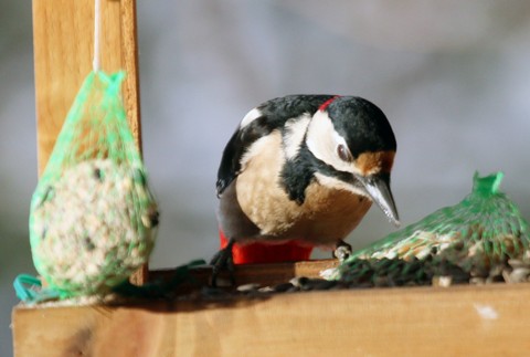 29112016_Prievidza_vtaky_1385438