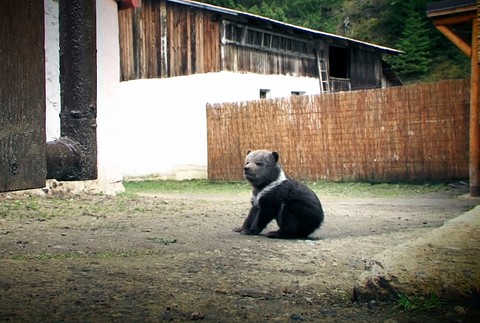 zachránený medvedík