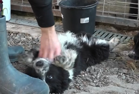 Šteniatka niekto vyhodil vo vreci do lesa 2