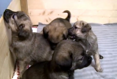 Krutý osud piatich šteniatok. Majiteľ ich nechal napospas krutej zime