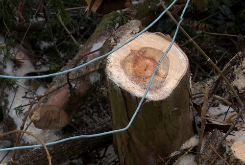 [multi] KN vyrub stromov 779