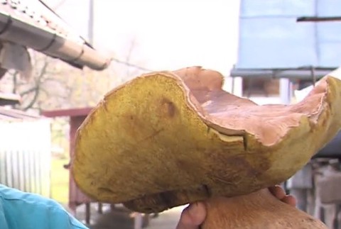 Dubák väčší ako futbalová lopta. Jeho váha vás zarazí