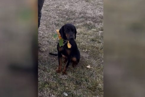 Zúfalý majiteľ stále dúfa a pátra po sučkách Elze a Fany. Žiada o pomoc