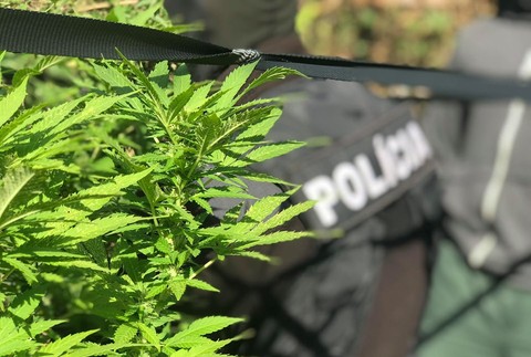 Kriminalisti chytili pestovateľa marihuany priamo v jeho záhradke