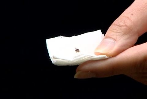 Sezóna kliešťov už začala. Malým parazitom stačili prvé slnečné lúče