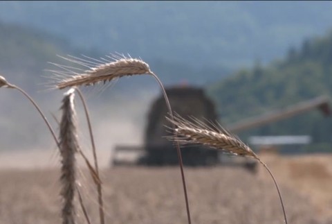 Extrémne suchá pociťujú aj v najchladnejšom kúte Slovenska. So žatvou začali na Orave o 3 týždne skôr