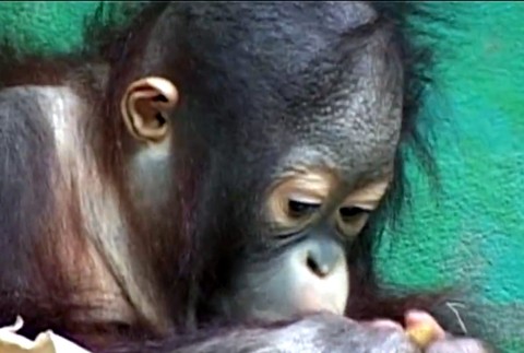 Najdôležitejší transport v histórii Zoo. Kiran opúšťa Bojnice