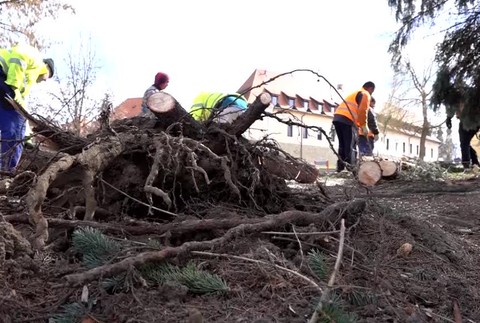 [multi] N Bardejov stromy 1493