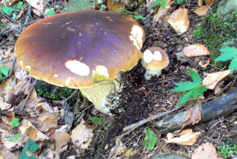 Lesný hríb huba Jakubova Voľa