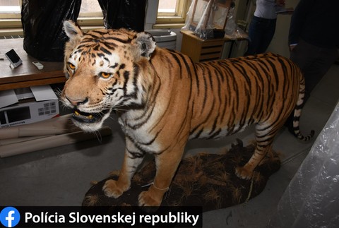 Ján bez povolenia ulovil tigra.