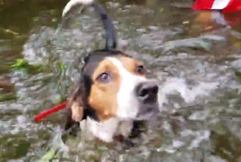 Dobrovoľníci zachránili psy 