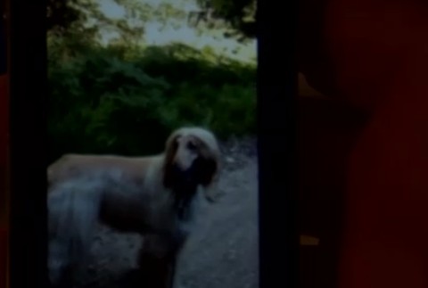 Psík zomrel na Silvestra 