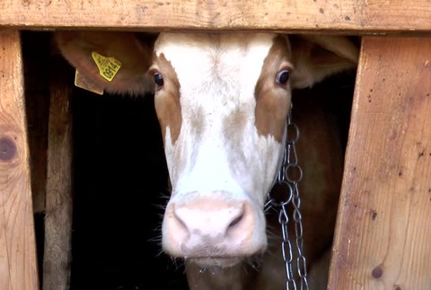 [multi] Keď sa malé auto tvári ako nákladiak, môžu v ňom prevážať aj kravu 3590