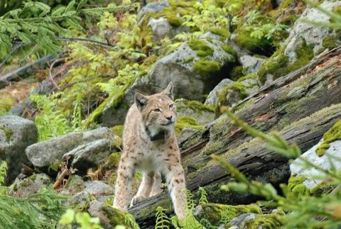 Ďalší unikát v pohorí Javorníky. Po vlkoch pribudli aj mláďatá rysa ostrovida 
